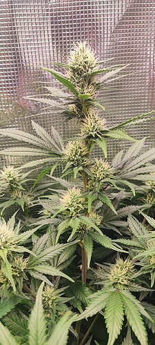 Growreport Bild 17