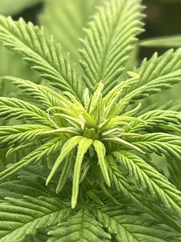 Growreport Bild 1