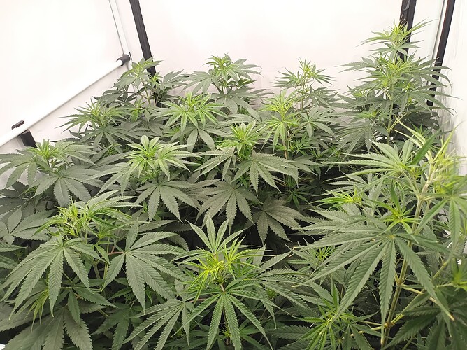 Growreport Bild 17