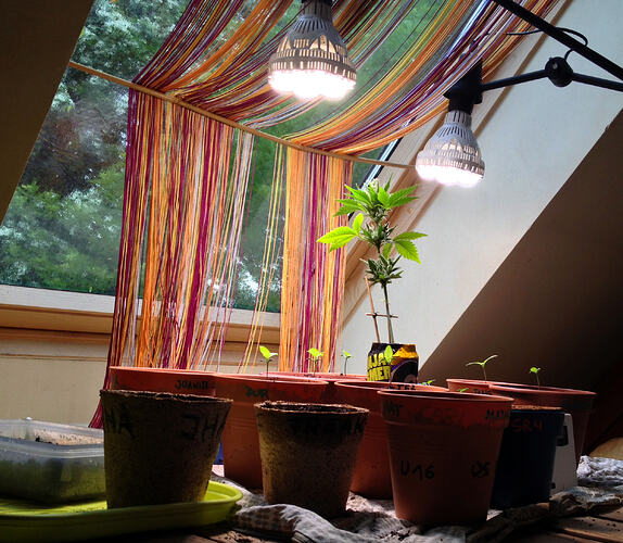 Grow26_0516_4