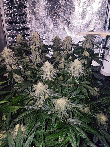 Growreport Bild 3