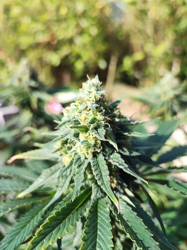 Growreport Bild 3