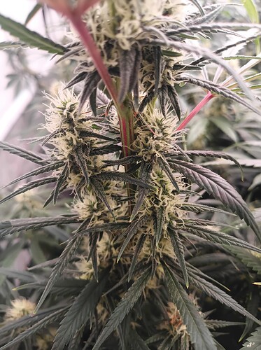 Growreport Bild 17