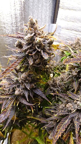 Growreport Bild 7