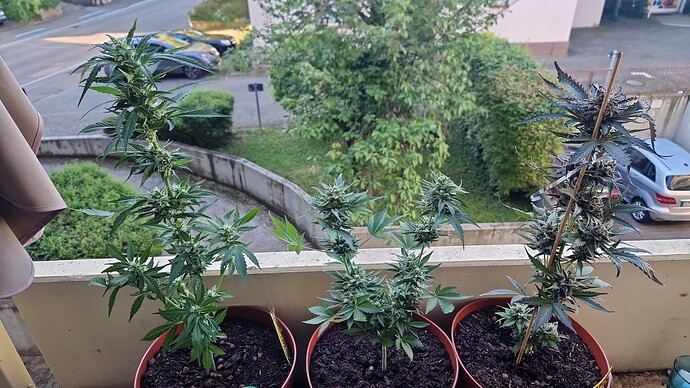 Growreport Bild 31