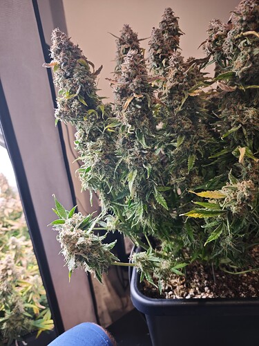 MVIMG_20251204_175348