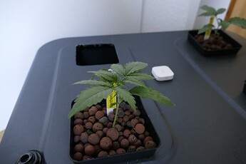 NL1_A_KT14_2