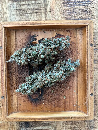 Zwei getrocknete Cannabis-Buds liegen in einer kleinen, quadratischen Holzschale auf einem Holztisch.