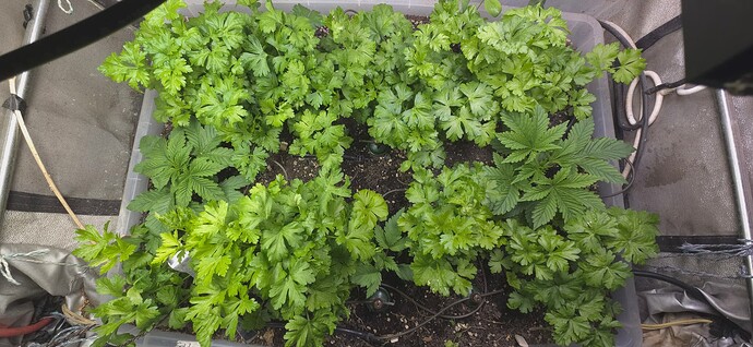 Growreport Bild 8