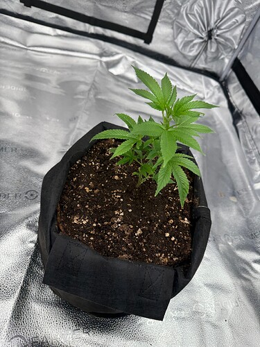 Bruce Banner