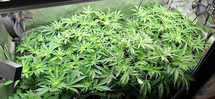 Growreport Bild 1
