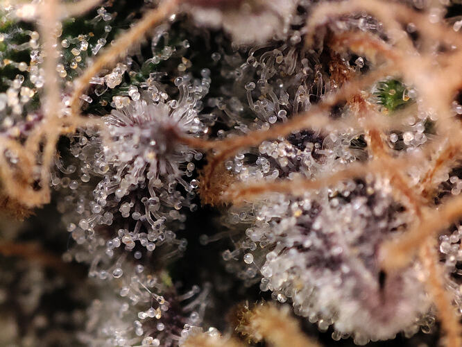 Growreport Bild 41