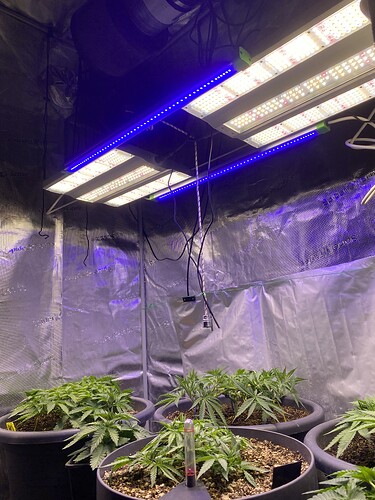 Growreport Bild 81