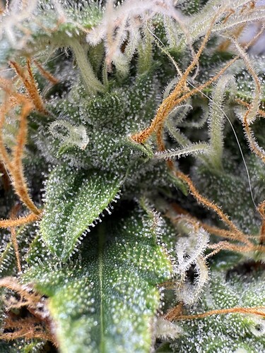 Growreport Bild 21