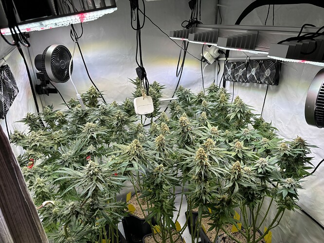 Growreport Bild 37
