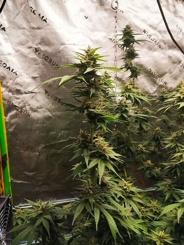 Growreport Bild 7