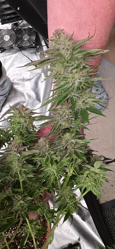 Growreport Bild 16