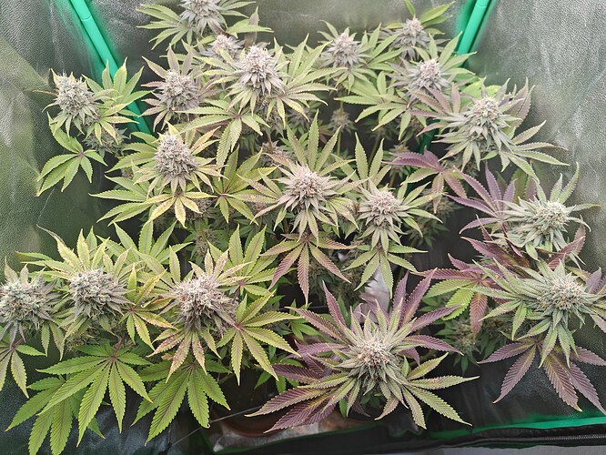 Growreport Bild 1