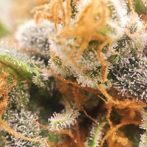 Growreport Bild 64