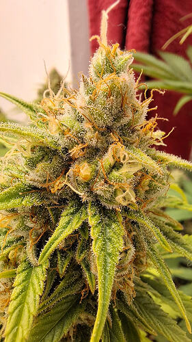Growreport Bild 320