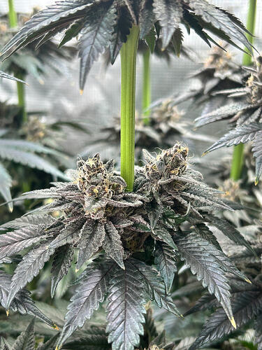 Growreport Bild 28