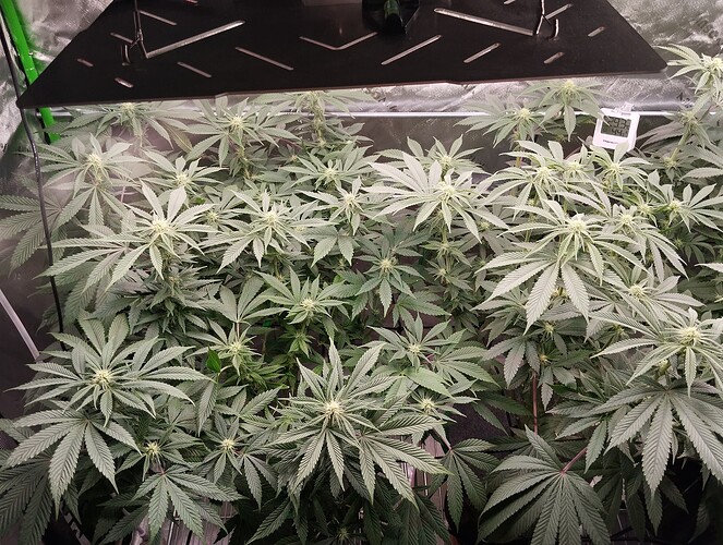 Growreport Bild 3