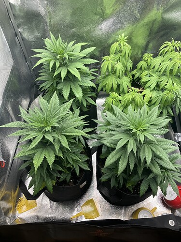 Growreport Bild 5