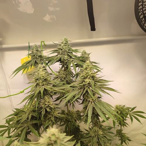 Growreport Bild 14
