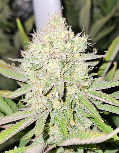 Growreport Bild 13