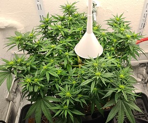 Growreport Bild 55