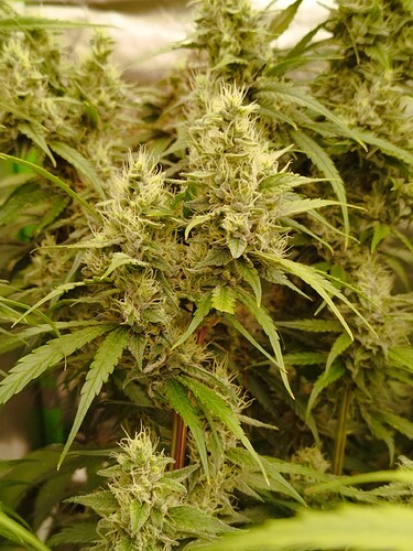 Nahaufnahme von Cannabis-Buds in der Blütephase, mit vielen weißen Stigmen und Trichomen.