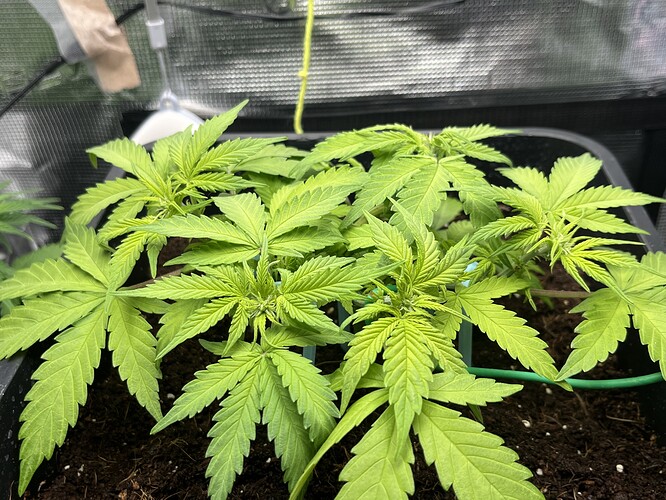 Growreport Bild 2