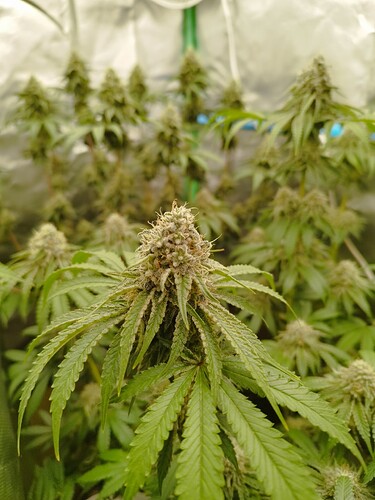 Growreport Bild 8