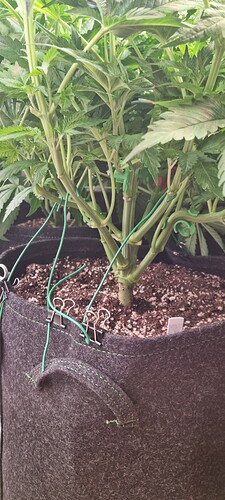 Growreport Bild 30