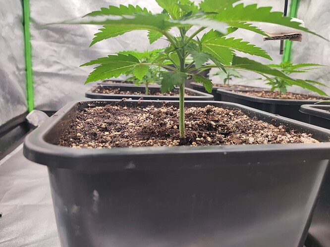 Growreport Bild 4