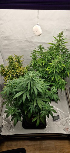 Growreport Bild 41