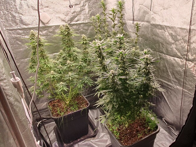 Growreport Bild 6