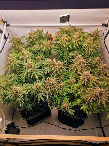 Growreport Bild 47