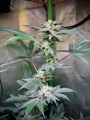 Growreport Bild 14