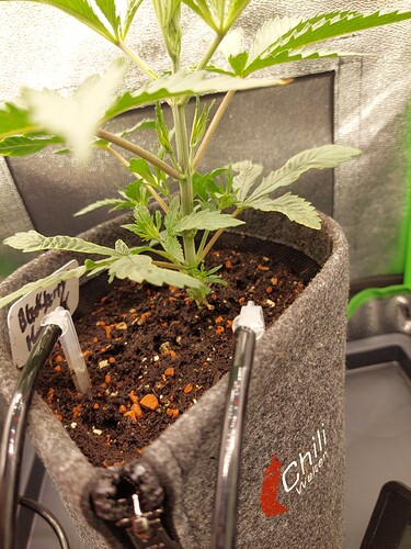 Growreport Bild 6