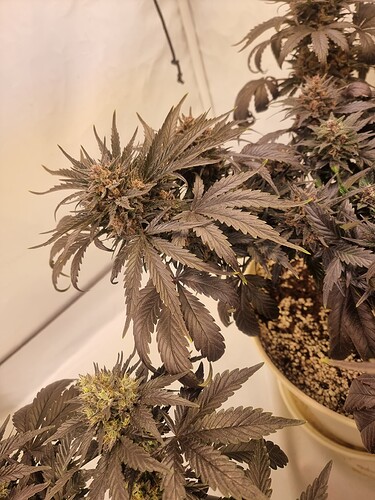 Growreport Bild 3