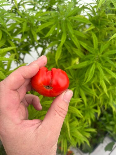 Growreport Bild 41