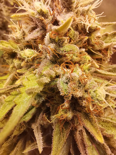 Growreport Bild 19