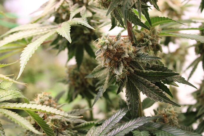 Growreport Bild 18
