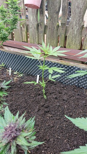 Growreport Bild 5