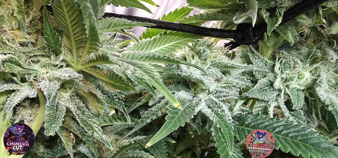 Growreport Bild 7