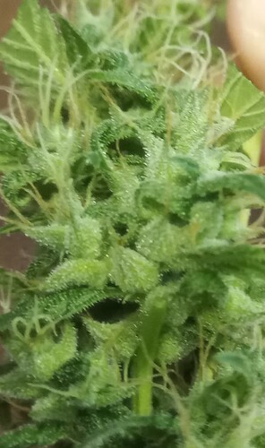 Growreport Bild 8