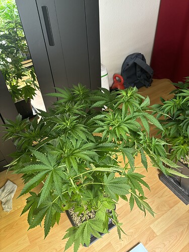 Growreport Bild 16
