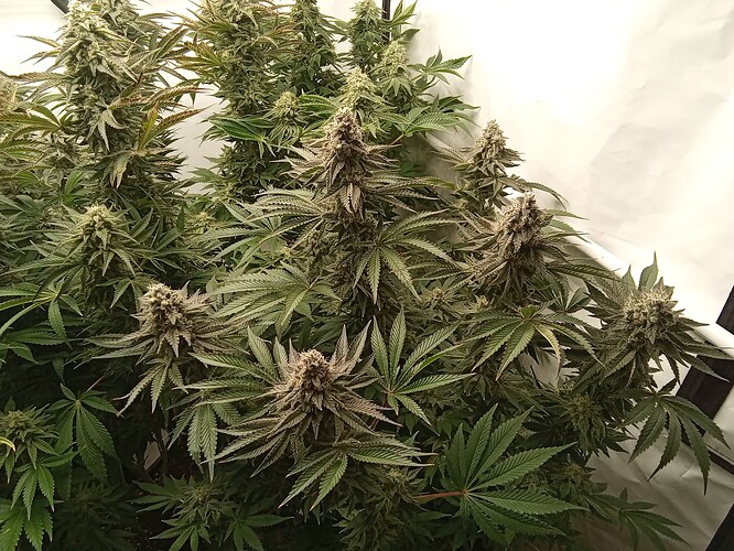Growreport Bild 2