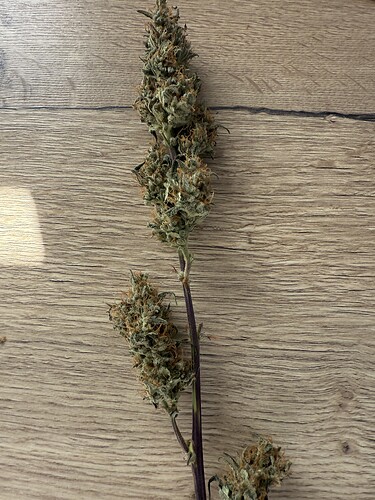 Growreport Bild 1